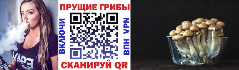 как найти   Кизилюрт  Псилоцибиновые грибы мицелий 